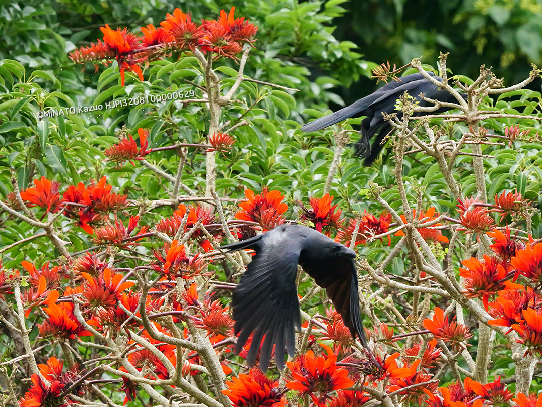 リュウキュウハシブトガラス