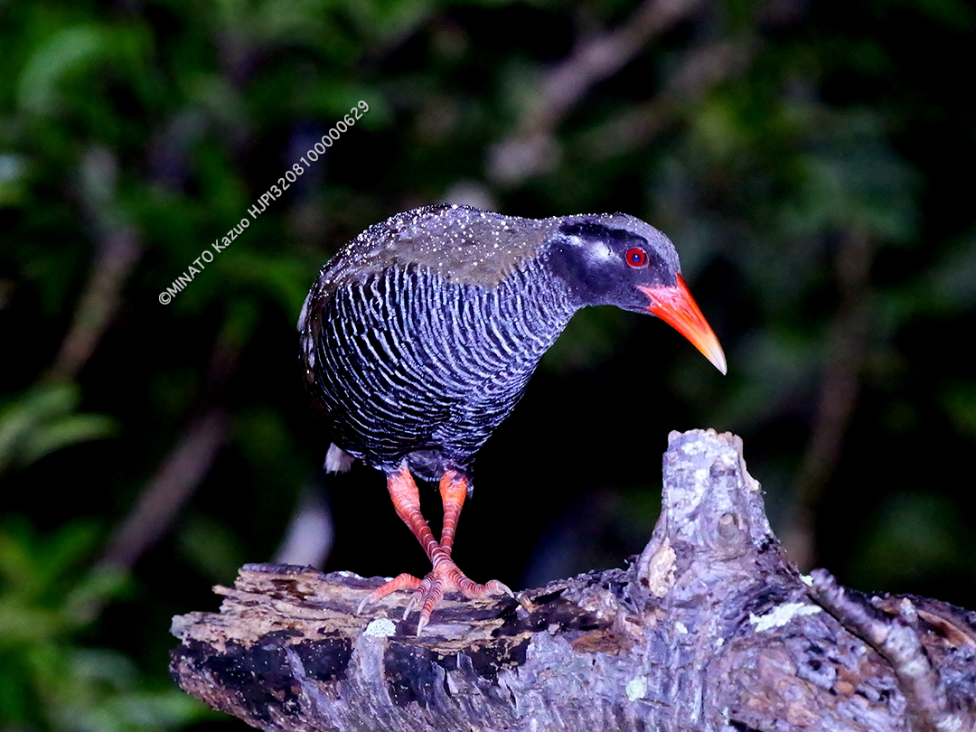 ヤンバルクイナ