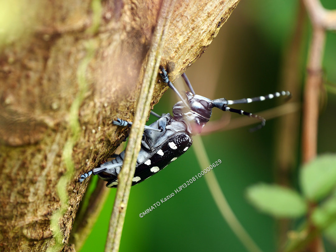 ゴマダラカミキリ産卵行動