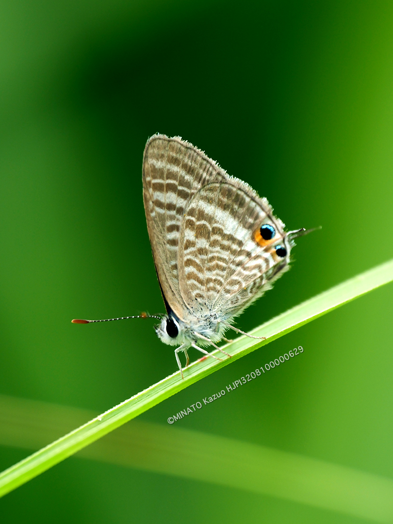 ウラナミシジミ