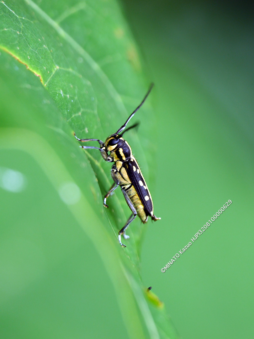 リュウキュウルリボシカミキリ