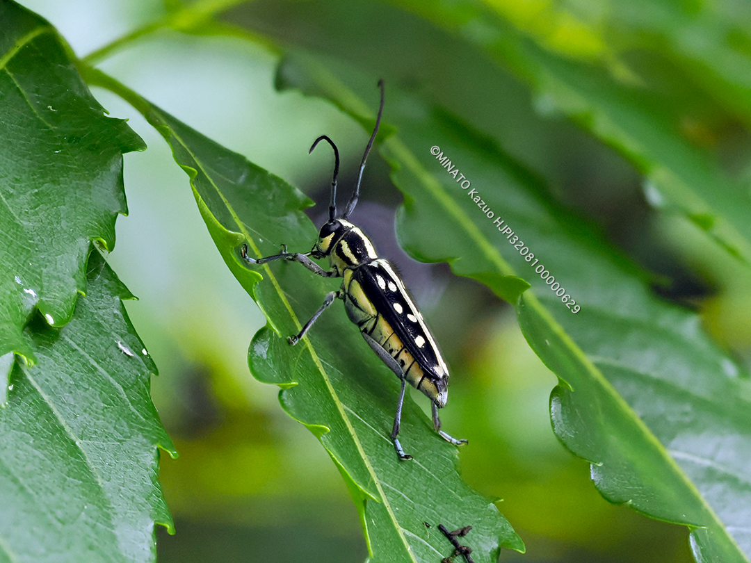 リュウキュウルリボシカミキリ