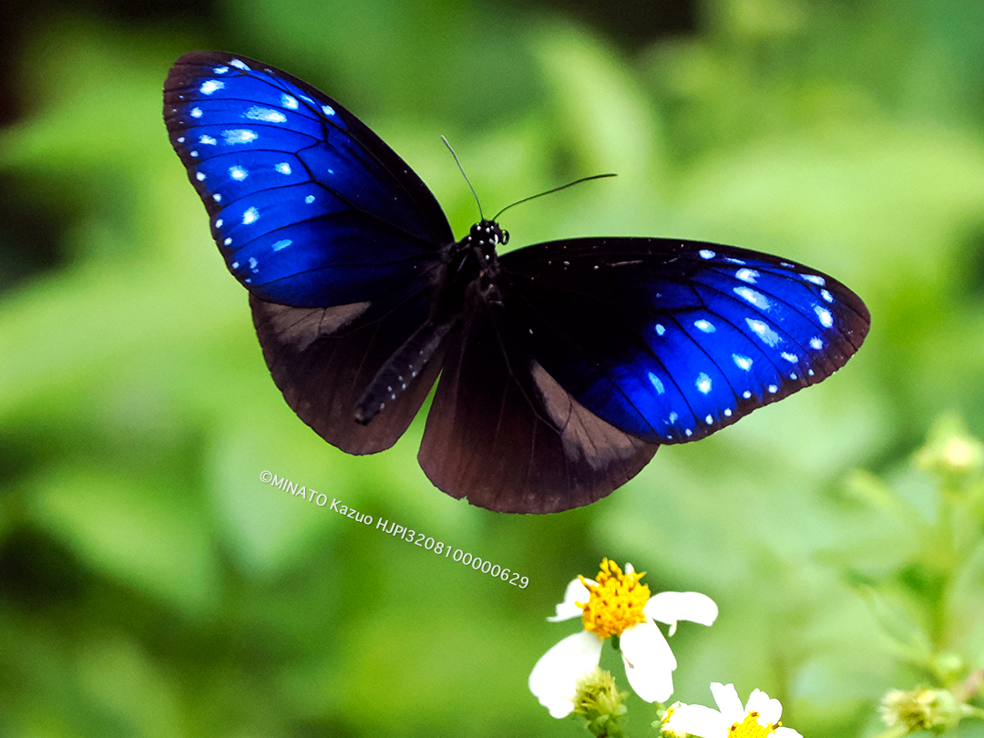 ツマムラサキマダラ雄