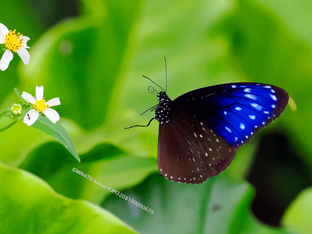 ツマムラサキマダラ雄