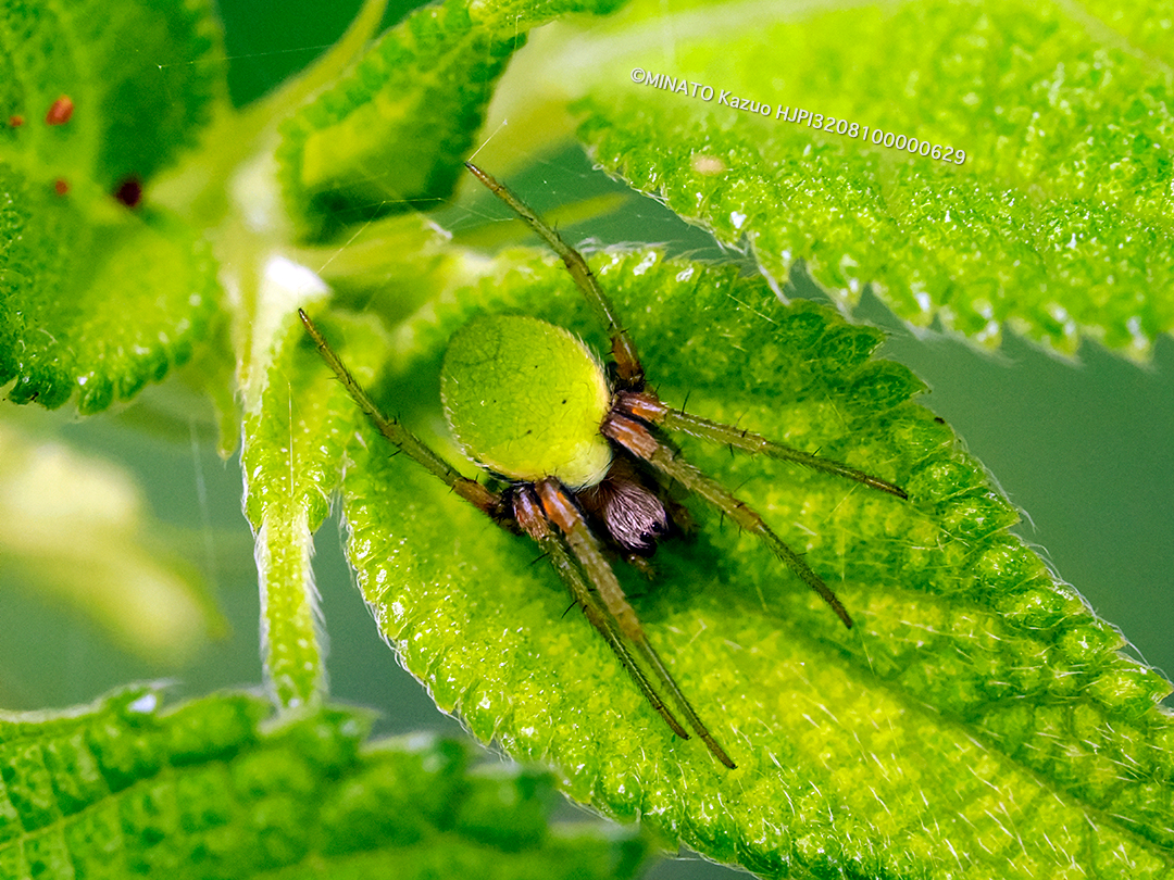 サツマノミダマシ