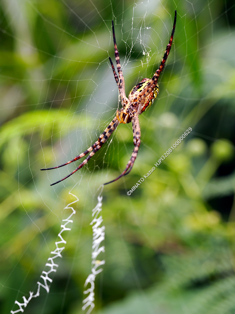 ナガマルコガネグモ