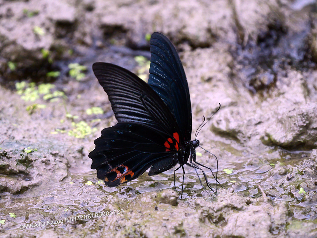 ナガサキアゲハ雄
