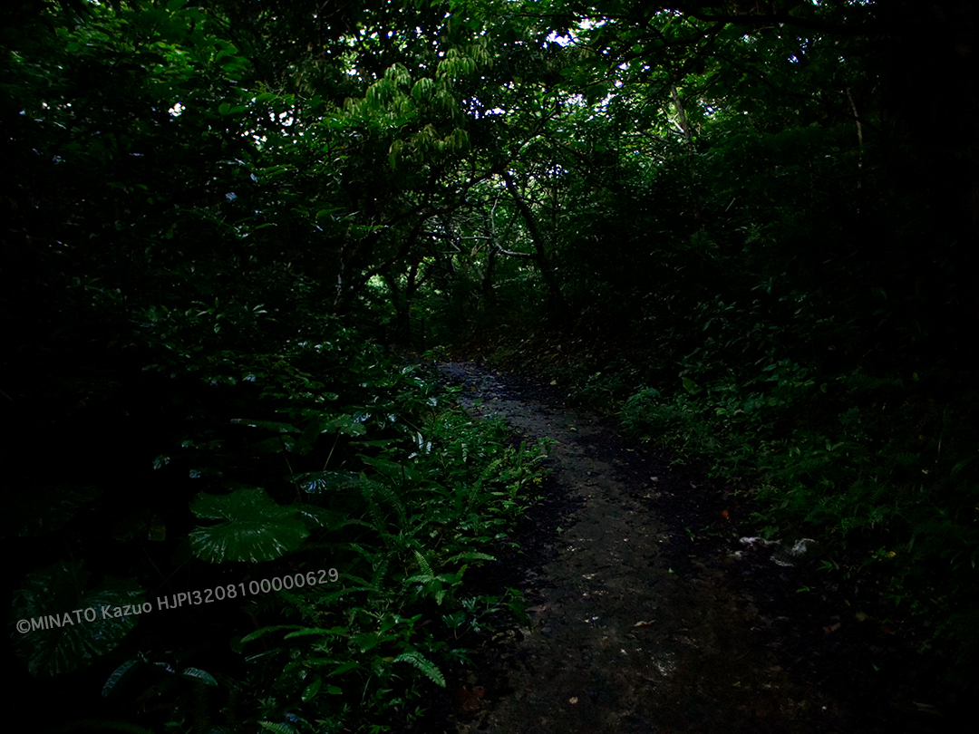 夜の森