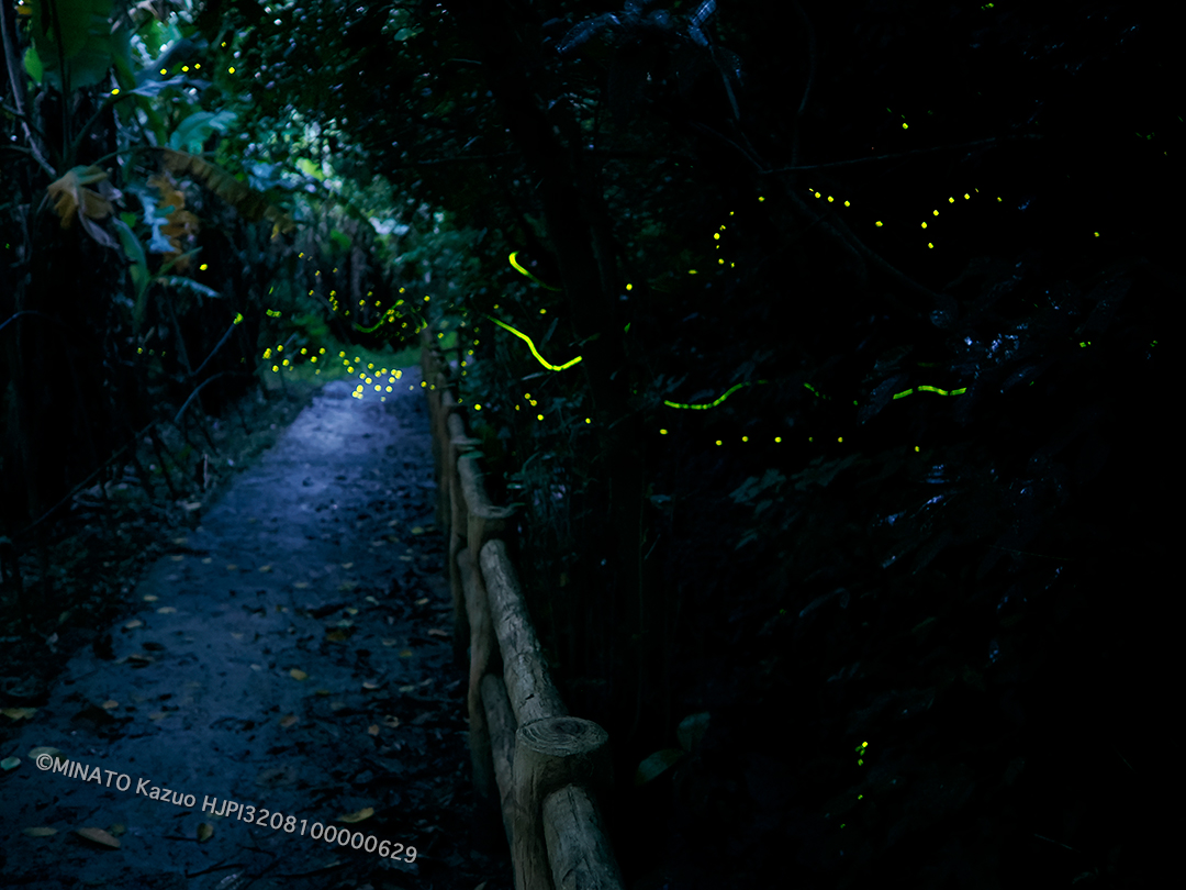 ホタル