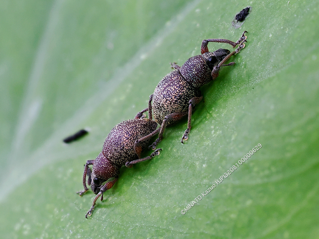 ヨナグニアカアシカタゾウムシ