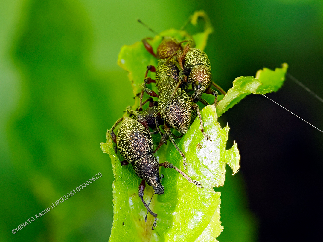 ヨナグニアカアシカタゾウムシ