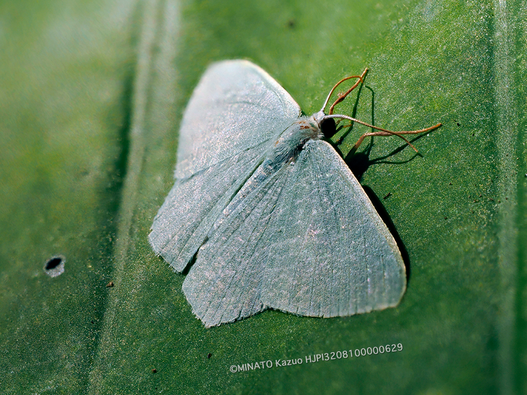 サザナミシロアオシャク