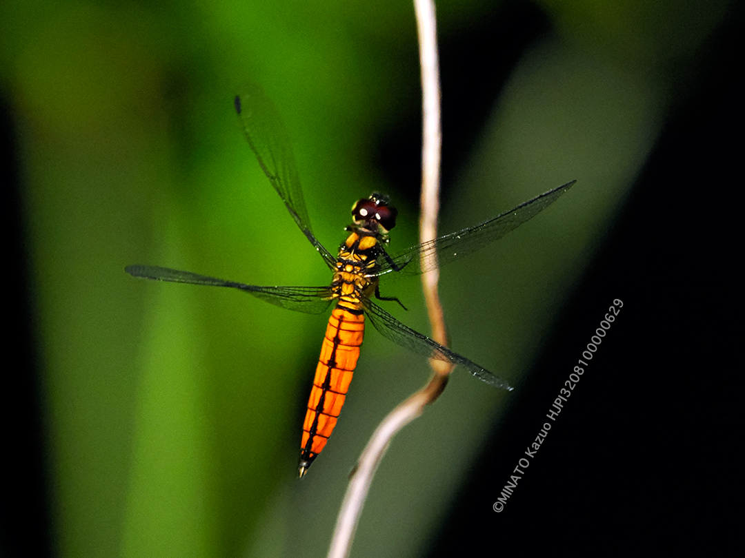 オオハラビロトンボ雄