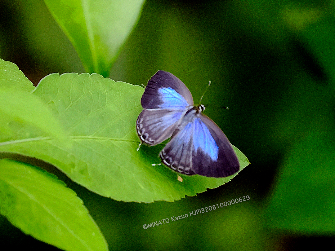 ルリウラナミシジミ雌