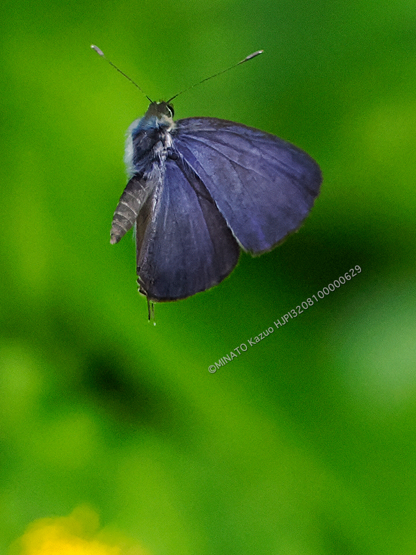 ルリウラナミシジミ雄