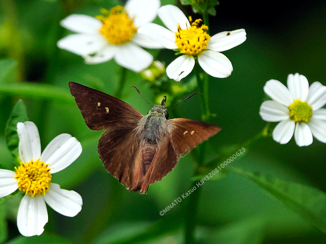 オキナワビロードセセリ