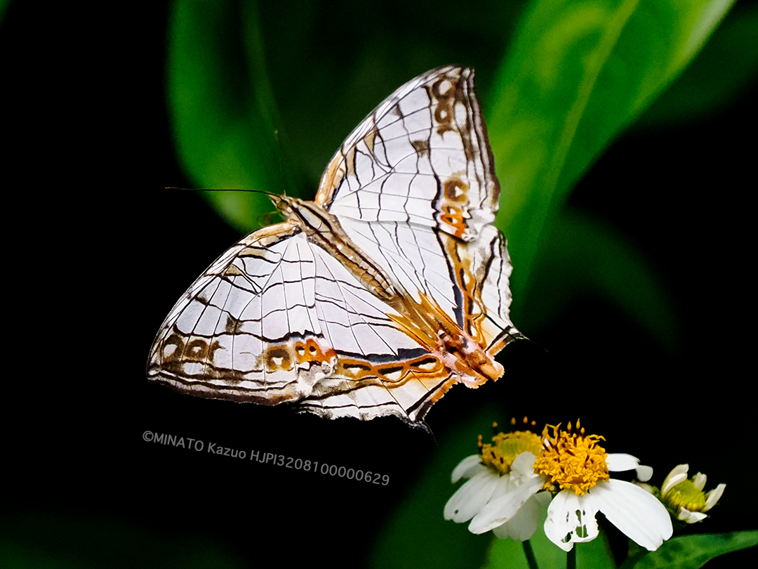 イシガケチョウ