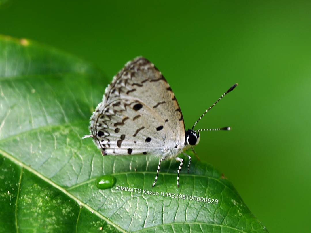 タイワンクロボシシジミ