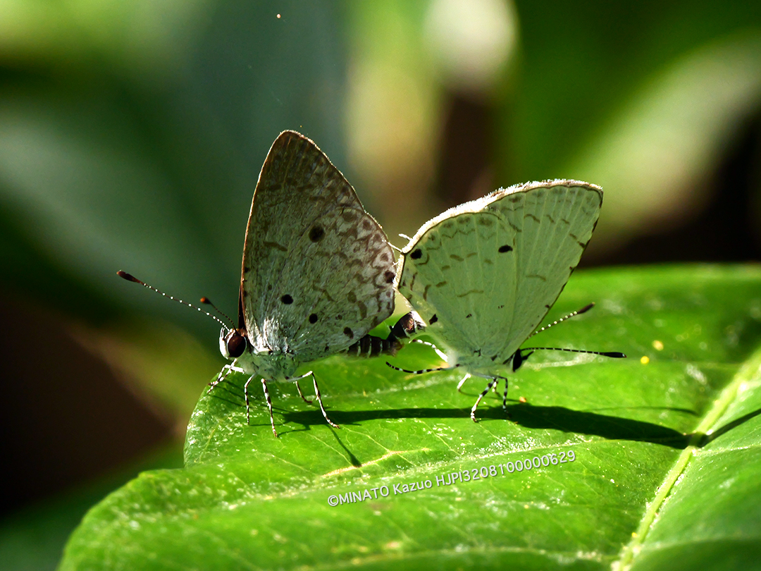 タイワンクロボシシジミ
