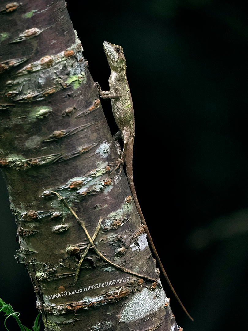 オキナワキノボリトカゲ