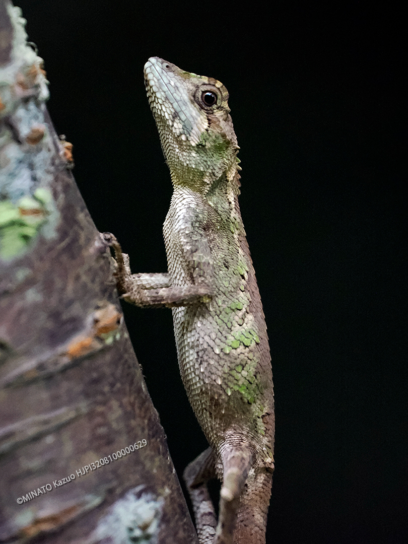 オキナワきのボリトカゲ