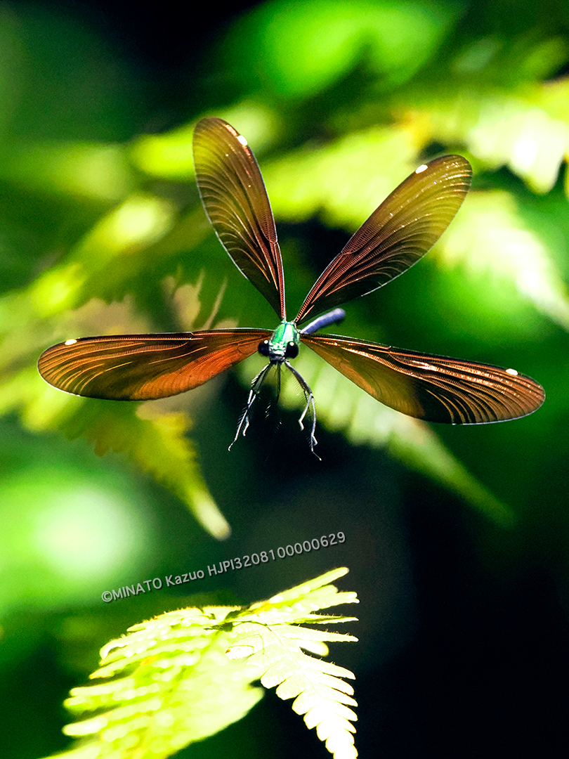 リュウキュウハグロトンボ雌