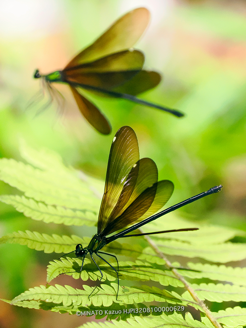 リュウキュウハグロトンボ雌