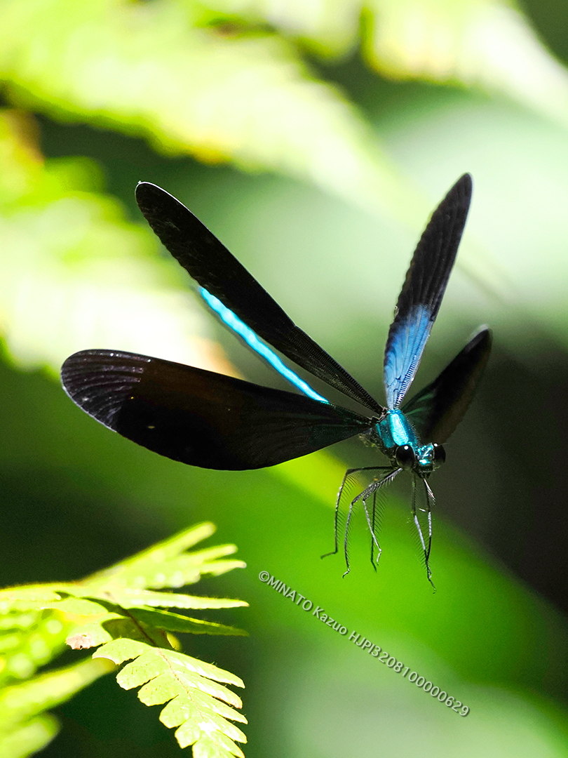 リュウキュウハグロトンボ雄