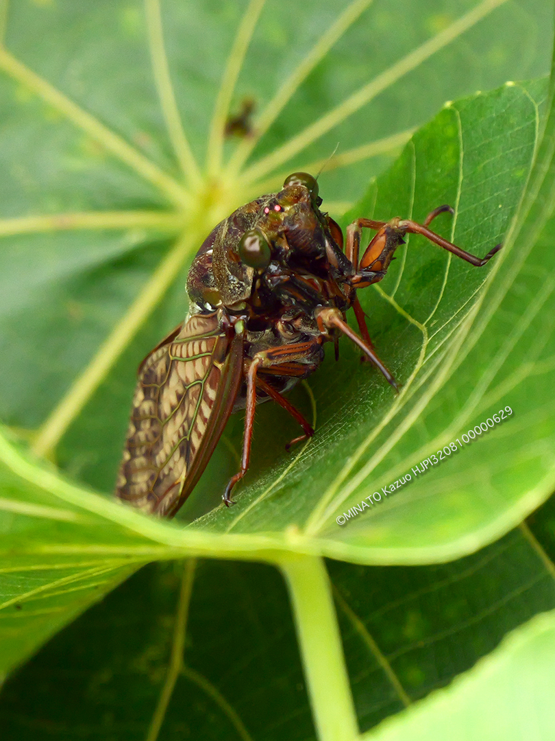 リュウキュウアブラゼミ