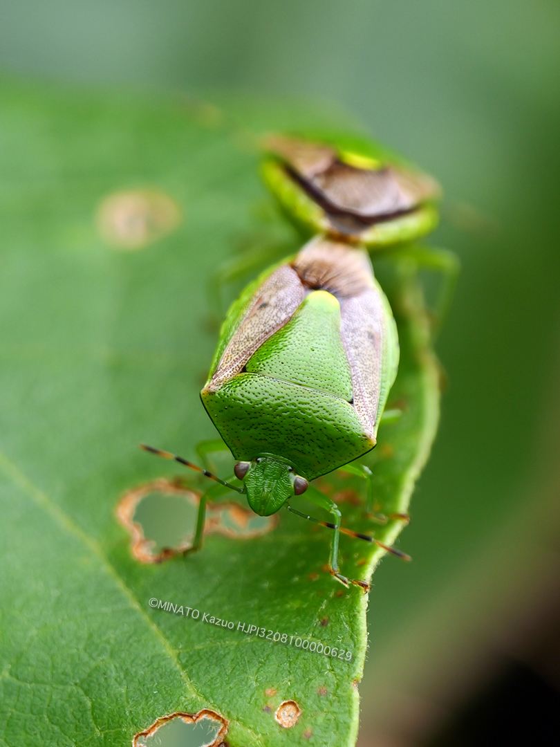 チャバネアオカメムシ