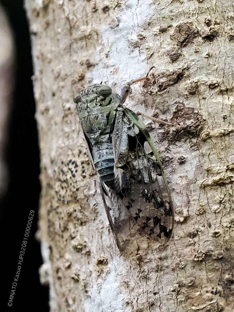 クロイワニイニイ