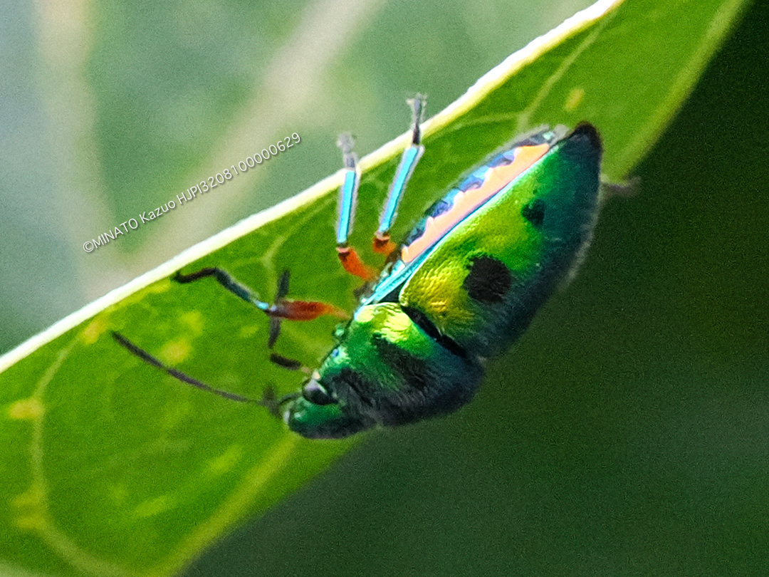 ミヤコキンカメムシ