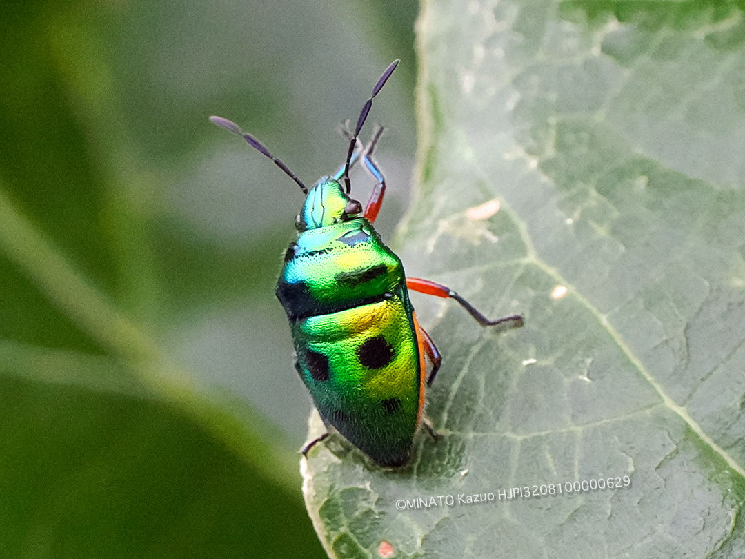 ミヤコキンカメムシ
