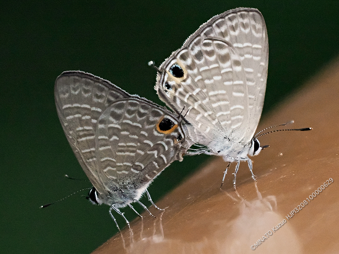 ルリウラナミシジミ雌
