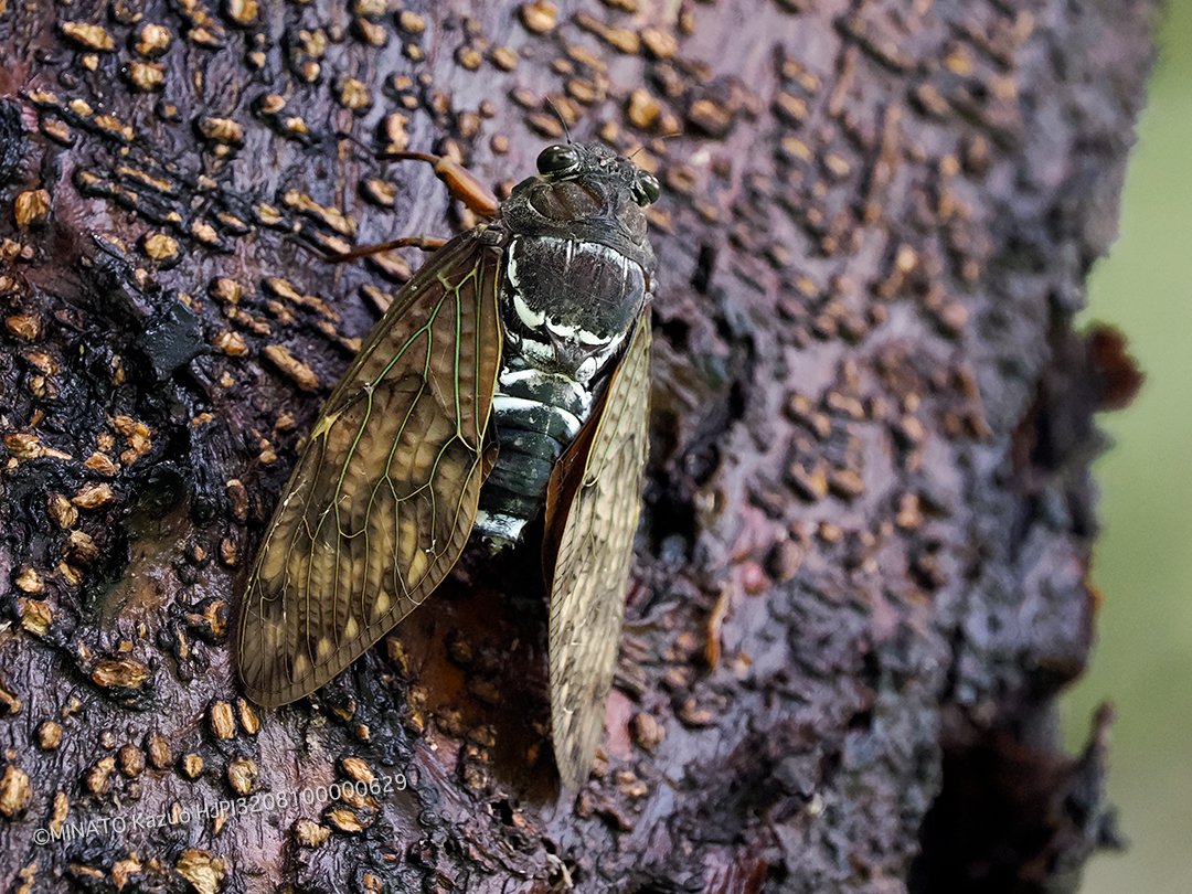 リュウキュウアブラゼミ