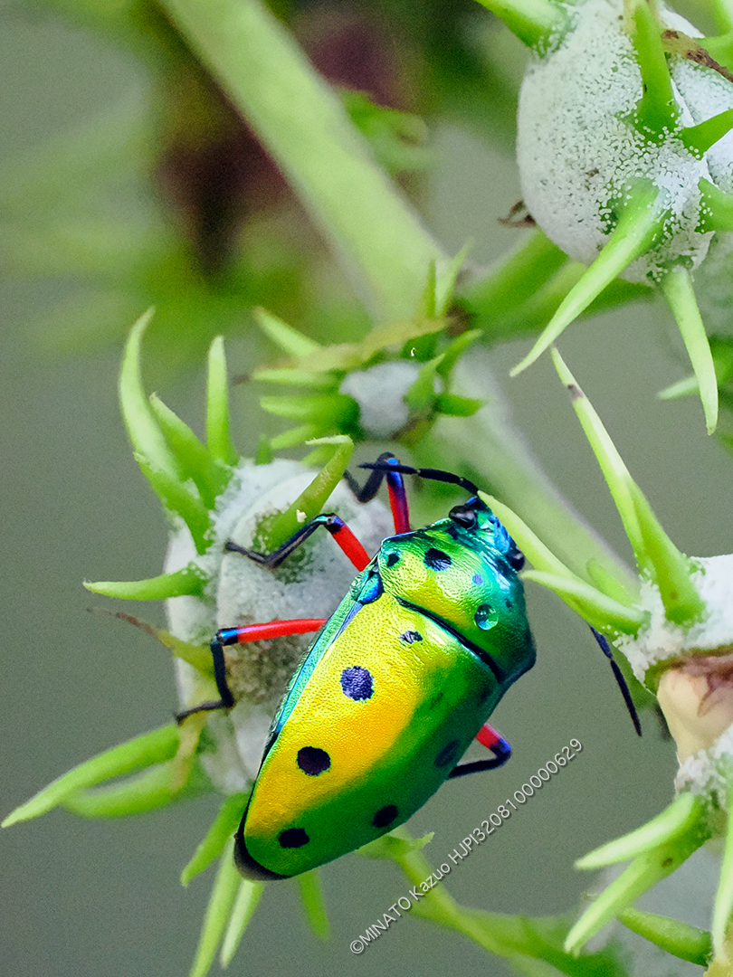 ナナホシキンカメムシ