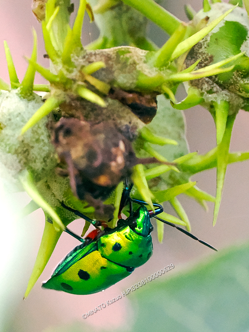 ナナホシキンカメムシ