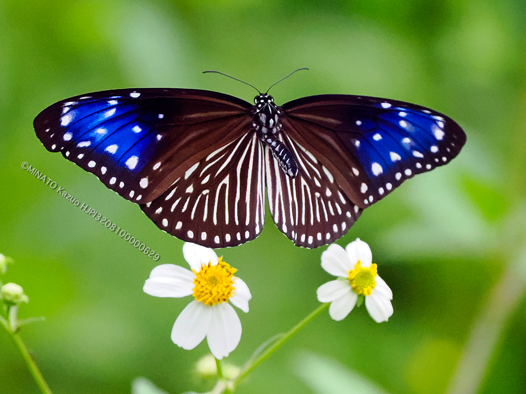 ツマムラサキマダラ雌