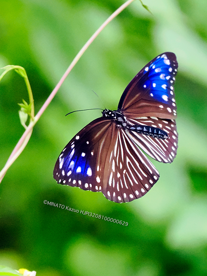 ツマムラサキマダラ雌