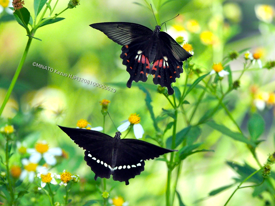 シロオビアゲハII型