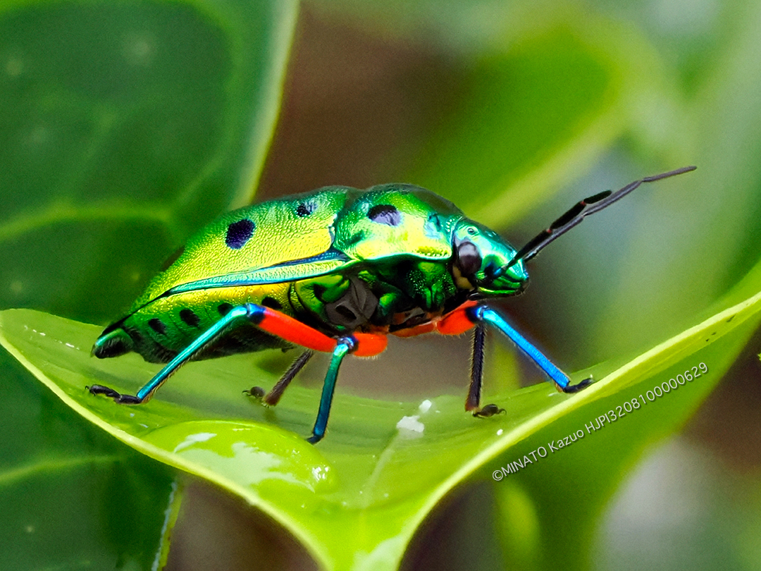 ナナホシキンカメムシ（深度合成撮影）