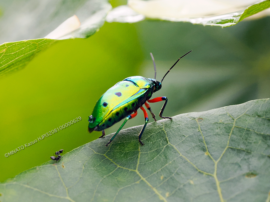 ナナホシキンカメムシ