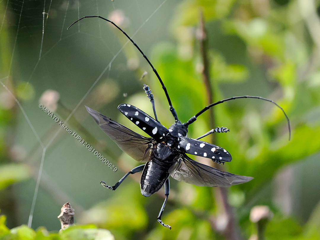 ゴマダラカミキリの一種