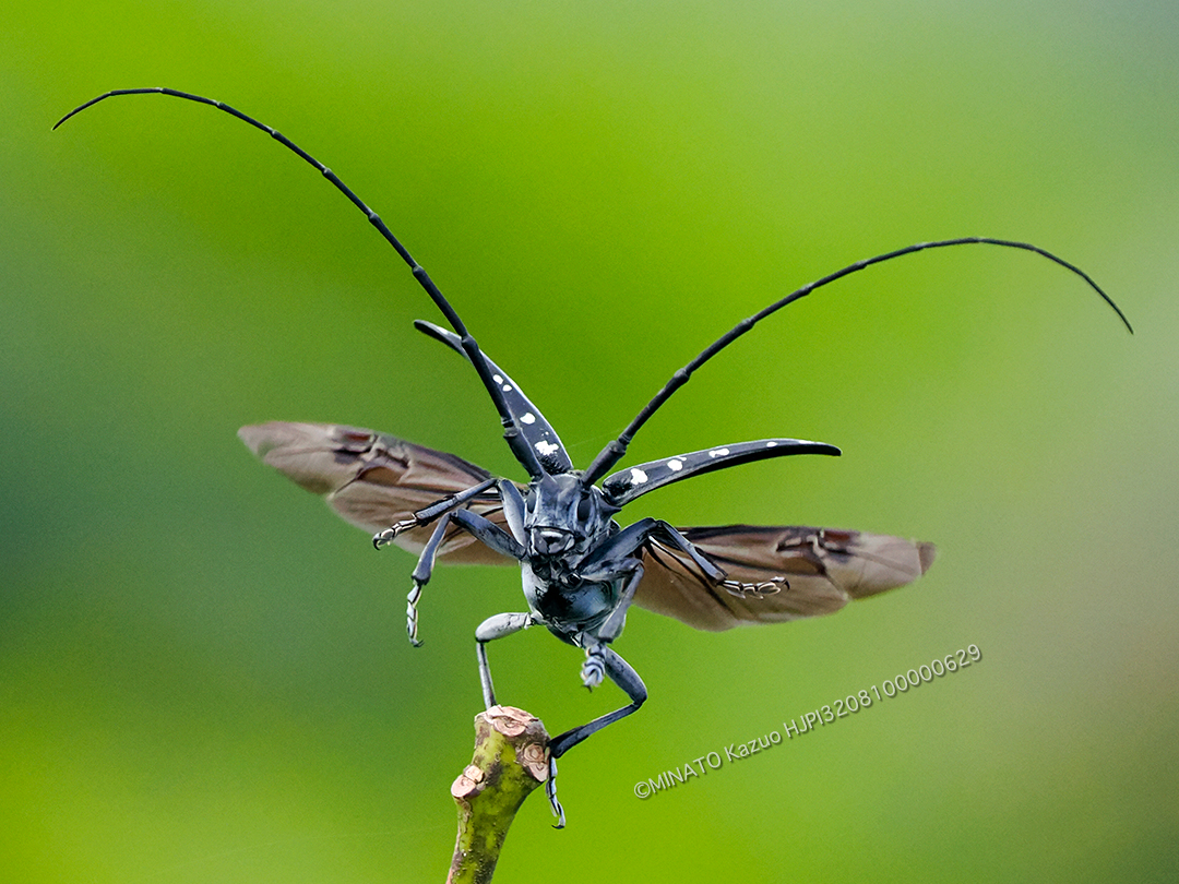 ゴマダラカミキリの一種