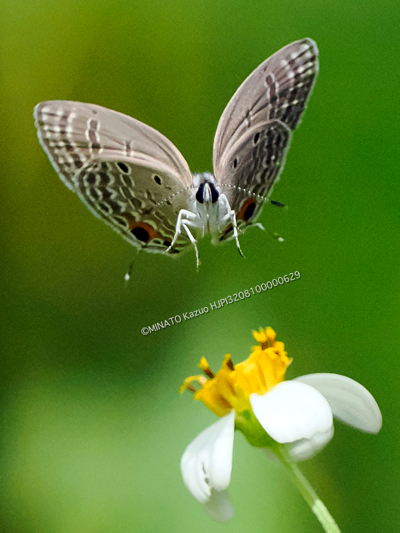 クロマダラソテツシジミ