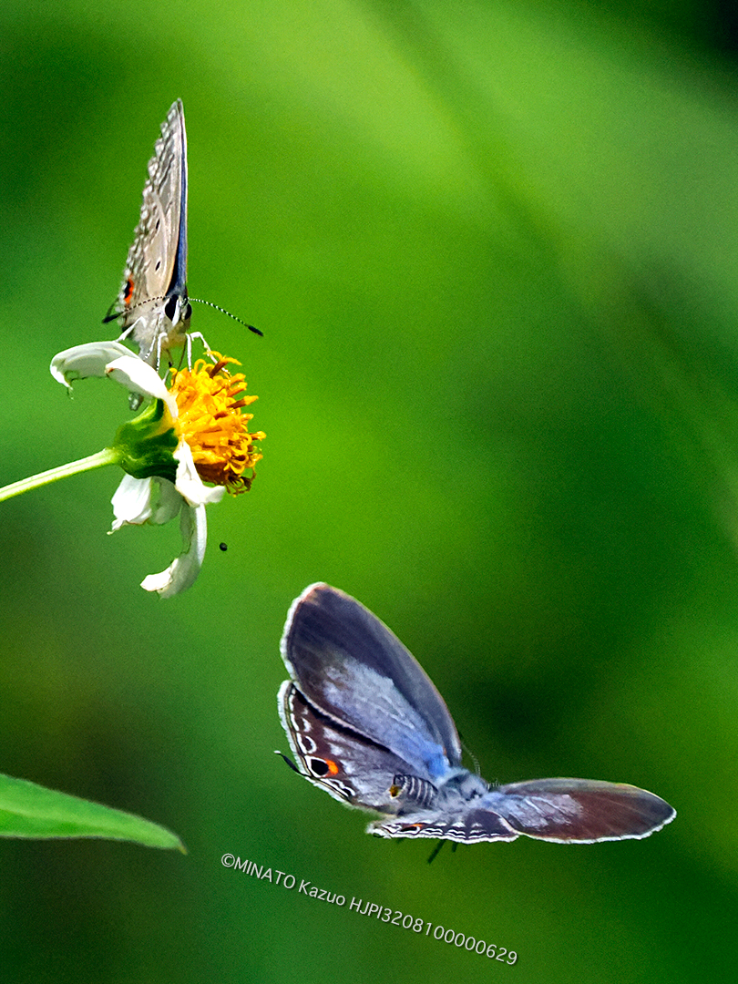 クロマダラソテツシジミ