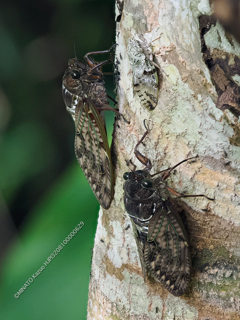 リュウキュウアブラゼミとクロイワニイニイ
