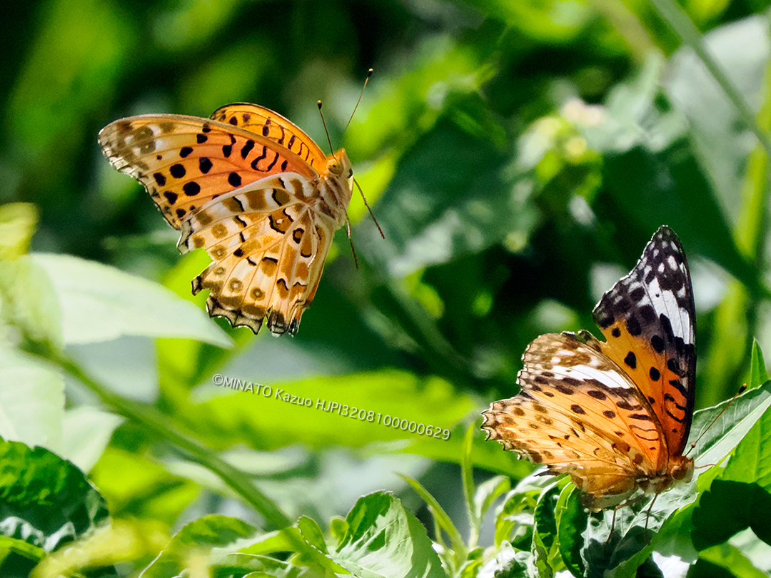 ツマグロヒョウモン求愛