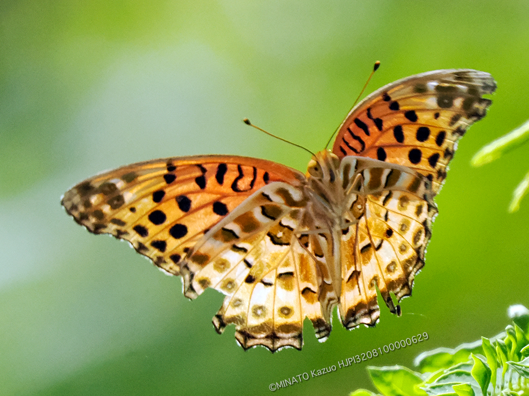 ツマグロヒョウモン雄