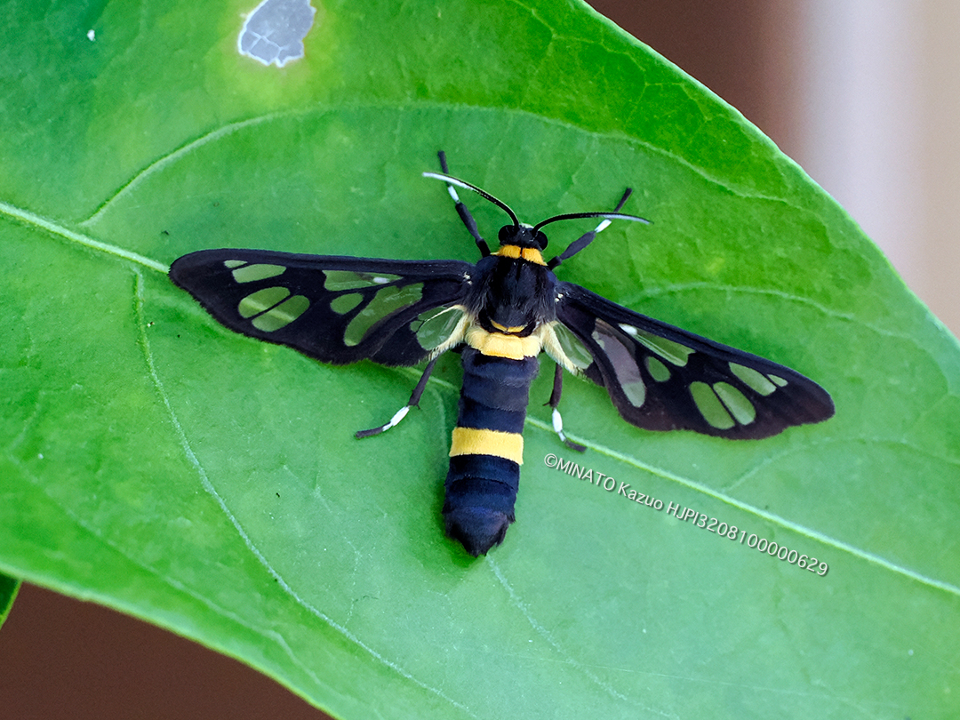ムラマツカノコ